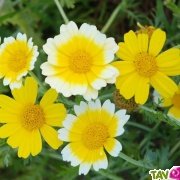 Graines bio Chrysanthme comestible, fleurs utiles au jardin, AB