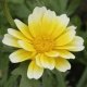 Graines bio Chrysanthme comestible, fleurs utiles au jardin, AB
