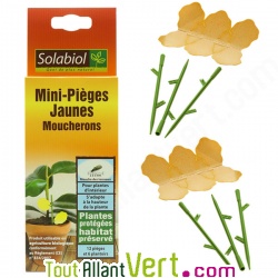 Piges anti-moucherons jaunes pour plantes d\'intrieur, Solabiol