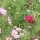 Graines bio Cosmos Sensation Vari, fleurs utiles au jardin, AB