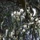 Huile essentielle Eucalyptus globuleux Bio HECT 10ml