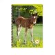 Cahier recycl spirale A4 Grands carreaux 100p 70g animaux