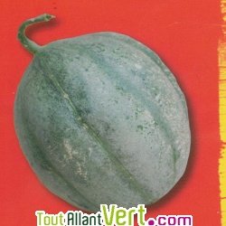 Graines bio Melon Ancien Vieille France AB