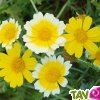 Graines bio Chrysanthème comestible, fleurs utiles au jardin, AB