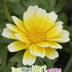 Graines bio Chrysanthème comestible, fleurs utiles au jardin, AB