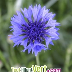 Graines bio Bleuet, fleurs utiles au jardin, AB