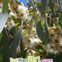 Huile essentielle Eucalyptus citronné Citriodora  Bio 10ml