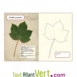 Presse  feuilles et fleurs en bois, Moulin Roty